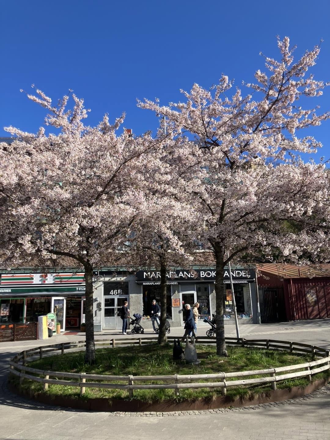 Mariaplans Bokhandel i vårsol bakom blommande körsbärsträd på Mariaplan